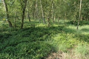 Oppenweher Moor
