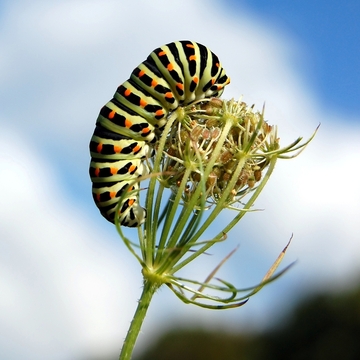 Raupe des Schwalbenschwanzes