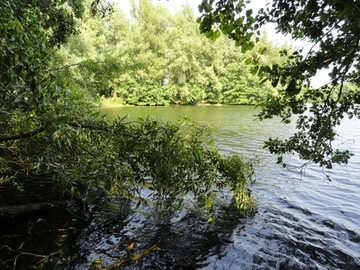 Teichfledermausgewässer in der Radderstorfer Marsch