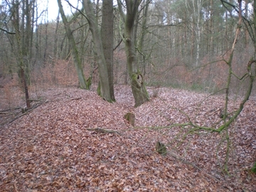 Alte bodensaure Eichenwälder auf Sandböden mit Stieleiche