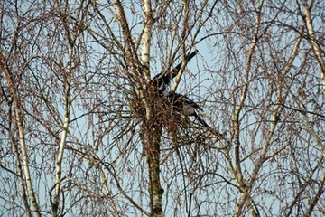 Foto 1: Elsternpaar beim Nestbau