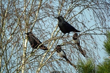 Foto 2: Zwei Rabenkrähen, vielleicht ebenfalls verpaarte Tiere, erscheinen am Nestbaum.