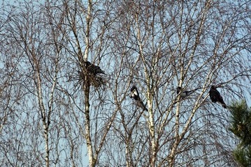 Foto 3: Eine der Krähen besetzt die Nestbaustelle.