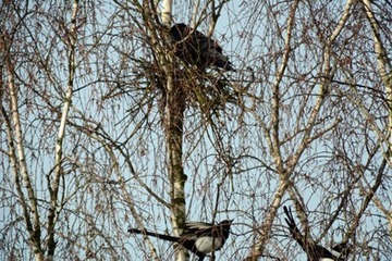 Foto 4: Vertreibungsversuche der kleineren Elstern zeigen keinen Erfolg.