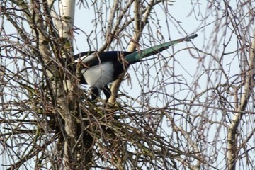 Foto 5: Elster am unfertigen Nest, die Schwanzfedern schimmern im Sonnenlicht charakteristisch grün-metallisch.