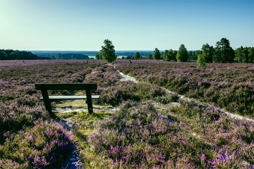 Wietzer Berg bei Müden (Örtze)