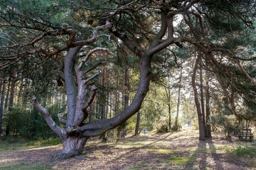 Wietzer Berg bei Müden (Örtze)