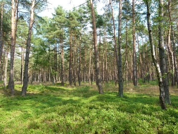 Zwergstrauchreicher Kiefernwald