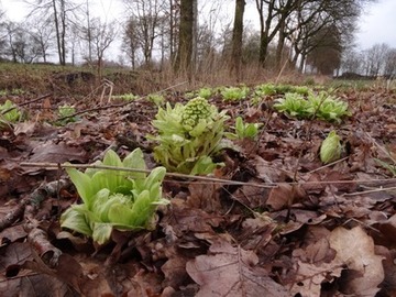 Foto 1: Bereits Anfang März erscheinen die Blüten der japanischen Pestwurz in einer auffälligen, lindgrünen Blattrosette.