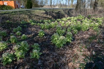 Foto 2: Am Fundort wachsen mehr als 200 Exemplare der Japanischen Pestwurz.