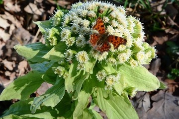 Foto 4: Ein C-Falter nutzt die Blüten nach seiner Überwinterung als Nektarquelle.