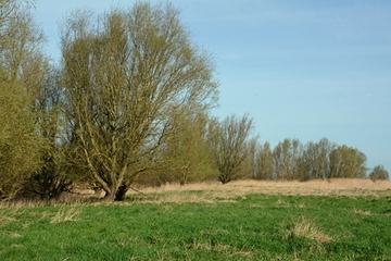 Tideauwälder mit Baumweiden, Schilfröhricht und Hochstaudenflächen zählen zu den sogenannten „ästuarinen Lebensräumen“ an der Ems, sie beherbergen zahlreiche Insektenarten.