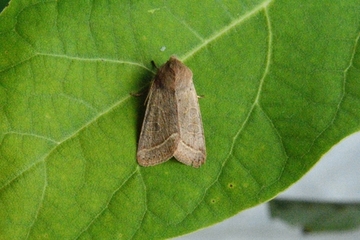 Die „Rotgelbe Frühlingseule“ (Orthosia cerasi) aus der Gruppe der „Kätzcheneulen“ kann bei milder Frühjahrswitterung bereits Ende Februar beobachtet werden.