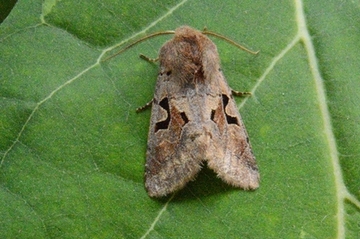 Auch die „Schwarzgraue Frühlingseule“ (Orthosia gothica) nutzt blühende Weidenkätzchen zur Nahrungsaufnahme.
