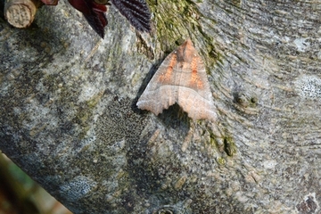 Die „Zackeneule“ (Scoliopteryx libatrix), mit ihrem charakteristischen Zickzackrand am Flügel, zählt nicht zu den Kätzcheneulen. Sie hat als Falter überwintert und findet in den Weiden-Auwäldern der Ems geeignete Plätze zur Eiablage.