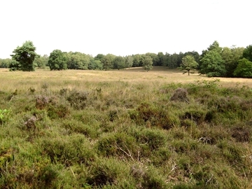 Hügelgräberheide-Halle-Hesingen