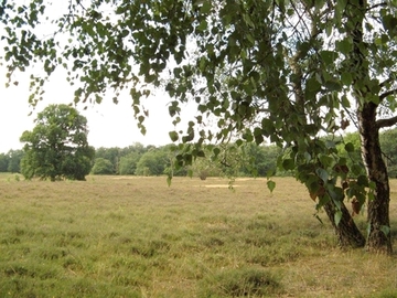 Hügelgräberheide-Halle-Hesingen