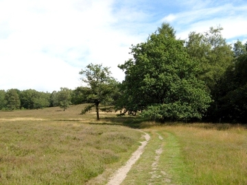 Hügelgräberheide-Halle-Hesingen