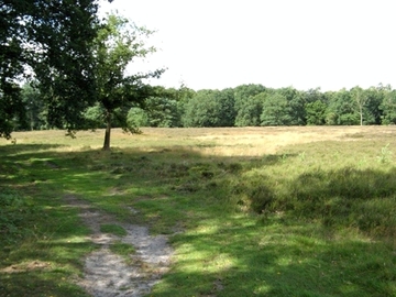 Hügelgräberheide-Halle-Hesingen