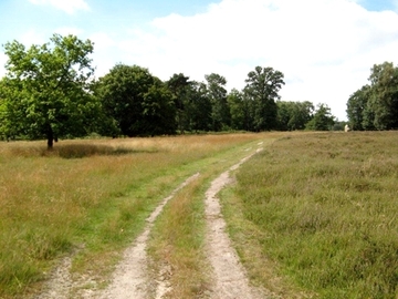 Hügelgräberheide-Halle-Hesingen