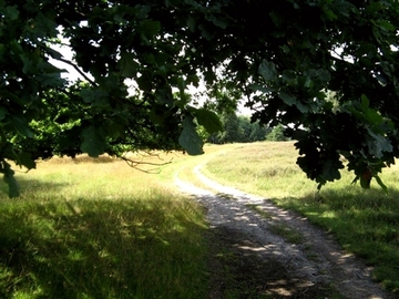 Hügelgräberheide-Halle-Hesingen