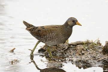 Tüpfelsumpfhuhn mit typischem Fleckmuster auf Hals, Ober- und Unterseite, sowie grünlichen Beinen (Noel Reynolds; commons.wikimedia.org)