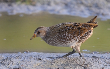 Die für alle Rallenarten charakteristischen, langen Zehen lassen das Tüpfelsumpfhuhn auch in weichem Schlick nicht einsinken. (Clément Caiveau; commons.wikimedia.org)