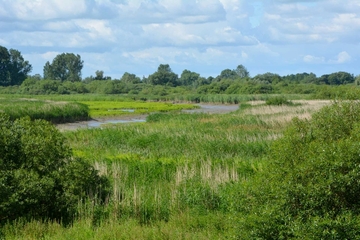 Wilde, unzugängliche Biotope im Tideeinfluss des Emsästuars, hier im Vogelschutzgebiet am Vellager Altarm, sind Lebensräume für das seltene Tüpfelsumpfhuhn.