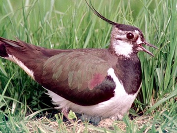 Ein bisschen weniger wählerisch ist der Kiebitz, gleichwohl ist auch sein Bestand rückläufig. Hier ein Altvogel am Nest.