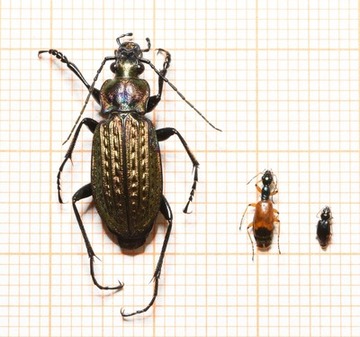 von links nach rechts: Carabus granulatus (Körniger Laufkäfer, der „Tiger“), Odacantha melanura (Schlanker Halskäfer) und eine noch näher zu bestimmende Art der Gattung Bembidion (Ahlenläufer)