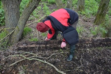 Oft gelingen Funde unter moderndem Holz oder anderen Verstecken der überwiegend nachtaktiven Tiere.