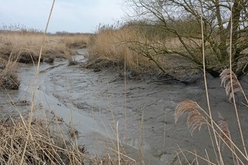 Priel im Bereich des Altarmes bei Vellage, einem großen Gebiet mit tidegeprägten, ästuartypischen Lebensräumen