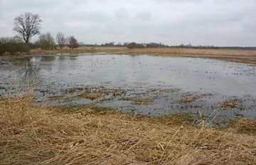 Flachwasserbereich bei Vellage – Habitat zahlreicher, an solche wechselfeuchten Lebensräume angepassten Arten