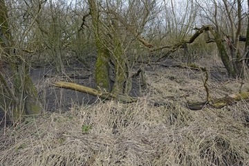 Weidengebüsche und Tide-Auwälder, wie hier bei Coldam, zählen ebenfalls zu den ästuartypischen Lebensräumen.