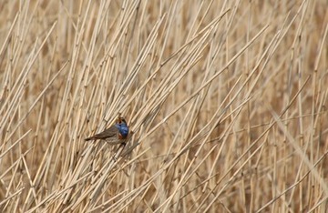 Foto 3: … eines singenden Blaukehlchens.