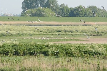 Lachmöwen-Kolonie auf der Emsinsel Bingumer Sand bei Leer