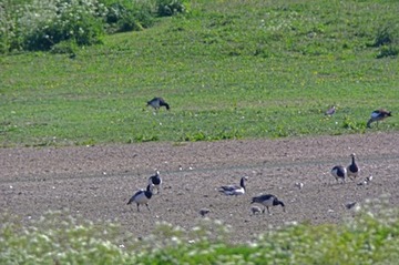 Auch Gänsearten ziehen ihre Jungen auf der geschützten Insel groß, hier Küken-führende Nonnengänse am 22. Mai.