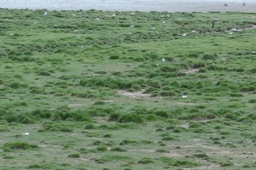 Kleiner Ausschnitt der großen Säbelschnäbler-Kolonie auf Petkumer Deichvorland-West, fast jeder weiße Fleck ist ein brütendes Tier.