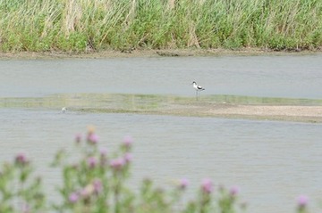 Direkt nach dem Schlupf führen die Eltern ihre Küken in Flachwasserbereiche und an schlammige Ufer.