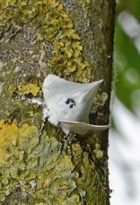 Der Pappelspinner ist ein charakteristischer Auwaldfalter. Das Männchen ist an den lang gefiederten Fühlern, den „Antennen“ zu erkennen.