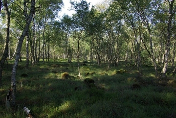 LRT 91D0 - Moorwald im Wasserkruger Moor