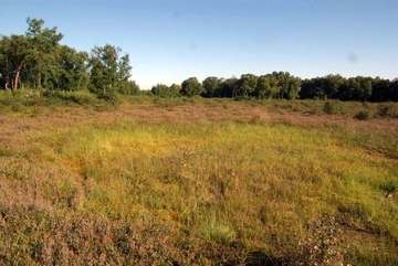 LRT 7110 - Lebendes Hochmoor um verlandetes Moorauge in Willes Heide