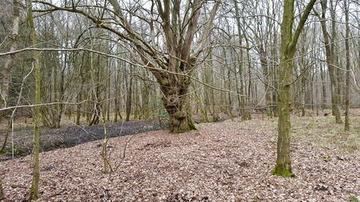 Ausgeprägte Hainbuche (Carpinus betulus)