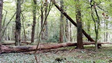 Totholz im Eichehainbuchewald