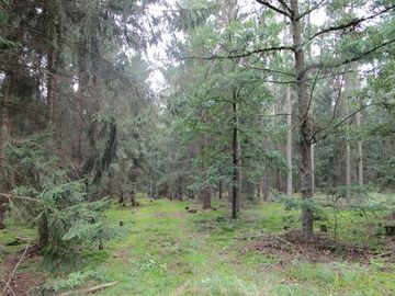 Auch die Bechsteinfledermaus profitiert von den geschützten Waldparzellen.