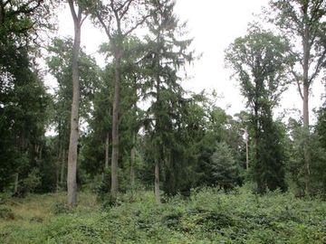 Fledermauswälder nördlich Nienburg