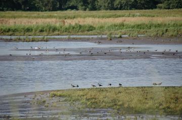 Bei Niedrigwasser finden sich zahlreiche Watvögel am neu entstandenen Flusswatt ein.