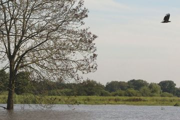 Ein Seeadler verlässt seine Sitzwarte am Aper Tief zu einem Jagdflug über die Ausdeichung.