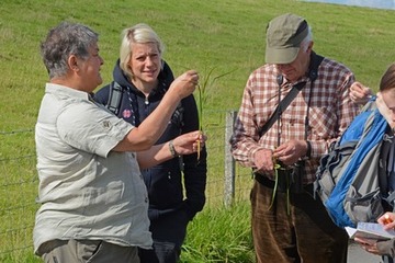 Bereits am Midlumer Deich fanden sich interessante Pflanzenarten. Hier erläutert Dr. Annemarie Schacherer typische Merkmale von Carex otrubae (Falsche Fuchs-Segge).