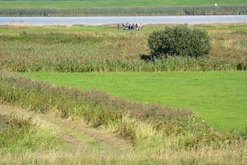 Kartiergruppe im weitläufigen Midlumer Deichvorland